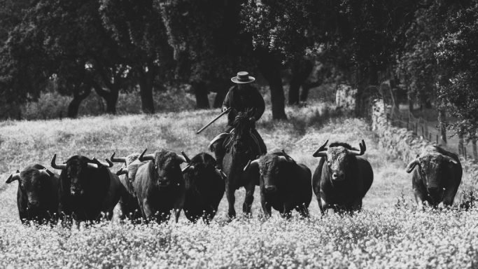 Qué es el toro bravo:orígen, crianza y esencia de una raza única